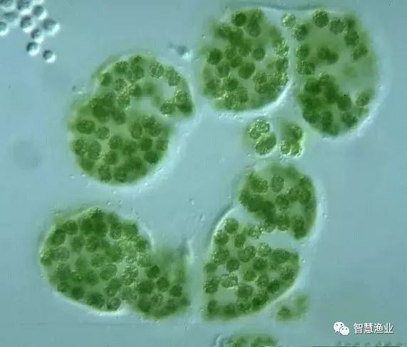 蓝藻是一种浮游生物,有单细胞的,也有多细胞的.