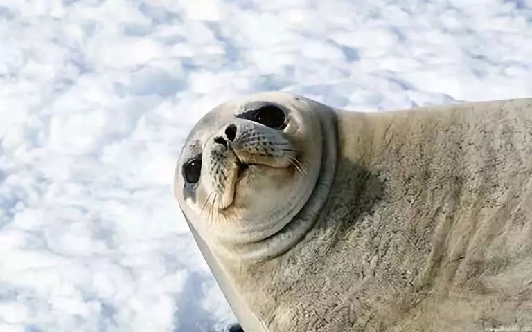 【免费抢门票】"奇幻海洋馆 ,海狮大咖秀"夏日狂欢海洋节,等你来嗨!