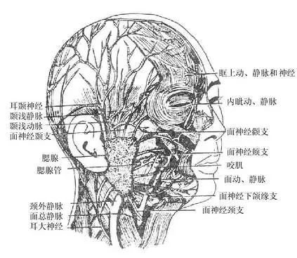 干货| 面部浅层与腮腺区结构解剖(上)