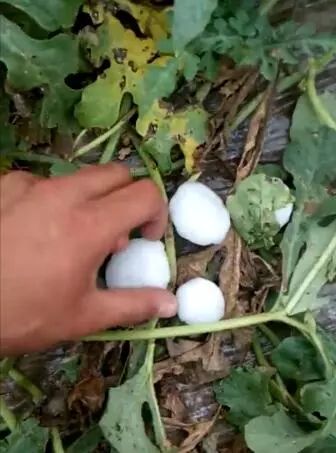网友发来视频 冰雹有鸡蛋大,不少车被砸,西瓜也遭了秧 冰雹鸡蛋大
