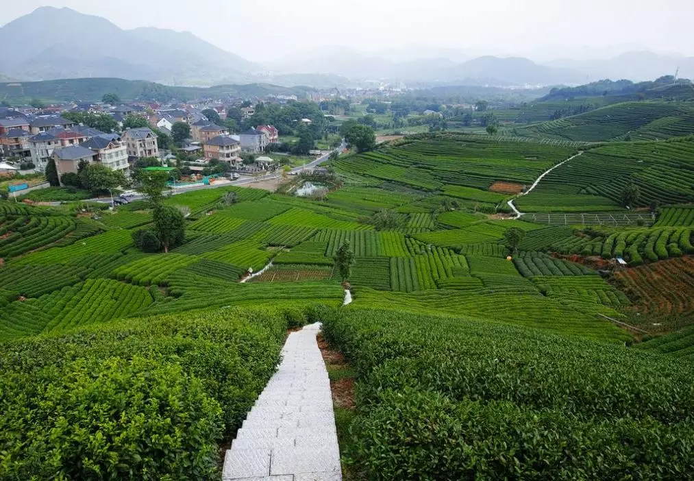 "夏季避暑到茶乡 浙江省杭州市—龙坞茶镇茶乡之旅