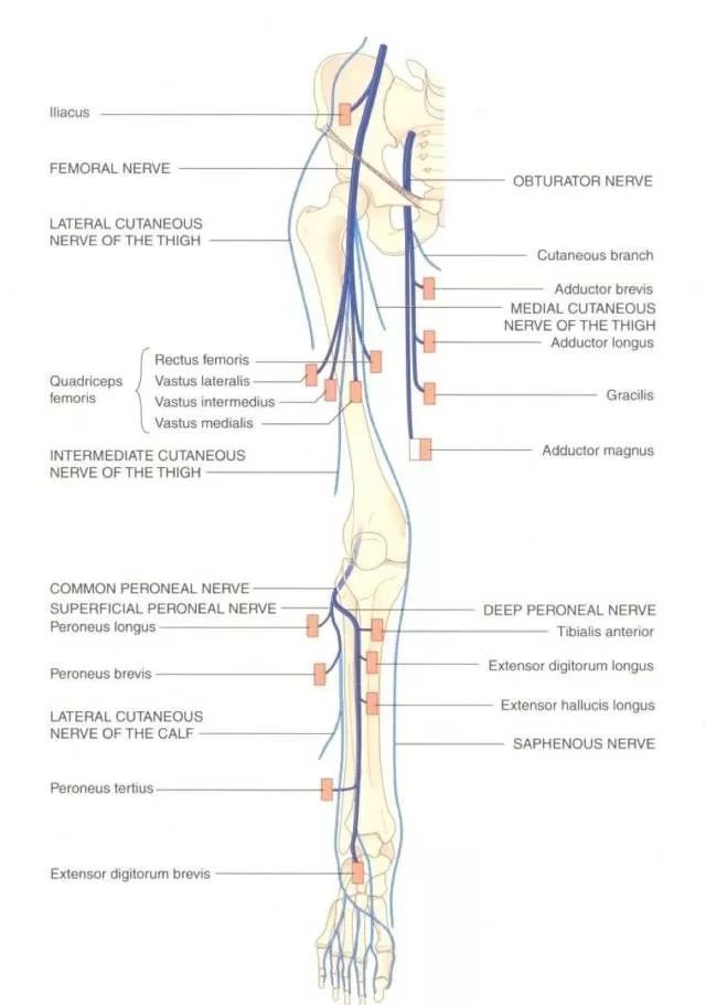 【解剖】下肢神经的组成和走形汇总