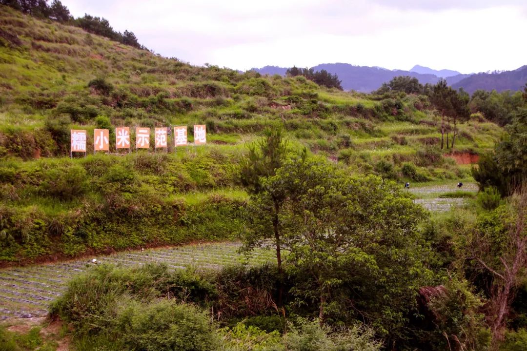 芒种日,谷陇镇鱼良村的糯小米示范基地,垄箱整齐,禾苗成行,长势喜人.