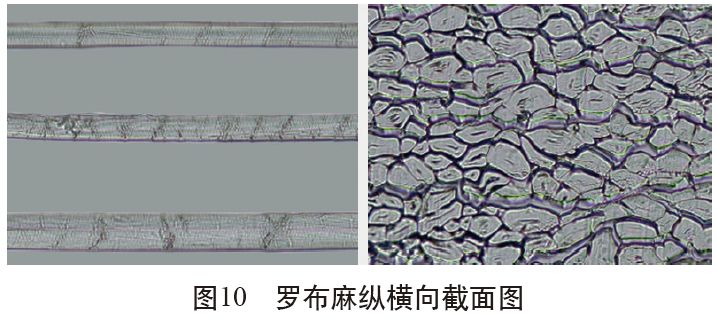 各类麻纤维在不同显微镜下的特征分析技术课堂第53讲