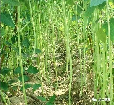 豆角是夏天盛产的蔬菜,富含各种维生素和矿物质等.