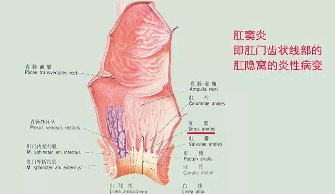 "直肠子"的痛苦,每天到底应该排便几次?