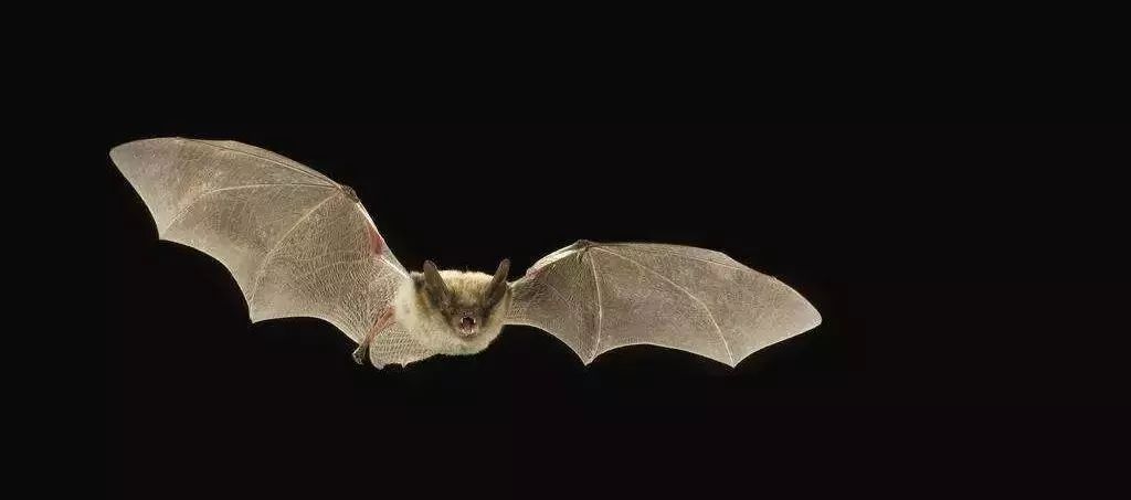 英语萌萌画 | bat 蝙蝠