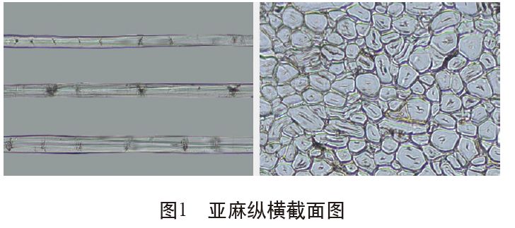 各类麻纤维在不同显微镜下的特征分析技术课堂第53讲