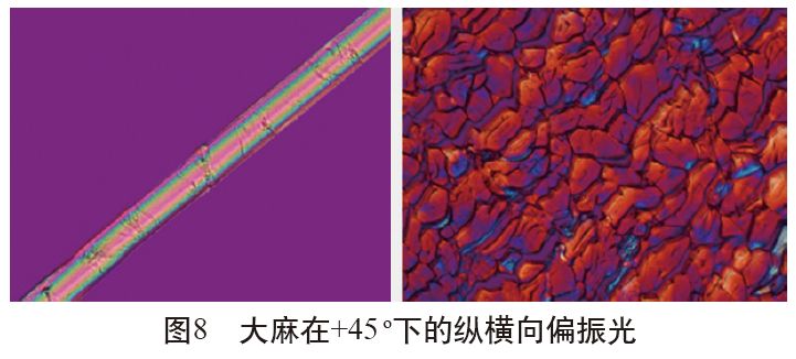 ▼在偏振光下,大麻纵向形态比纤维细度仪下观察的较为圆鼓,横节稍为