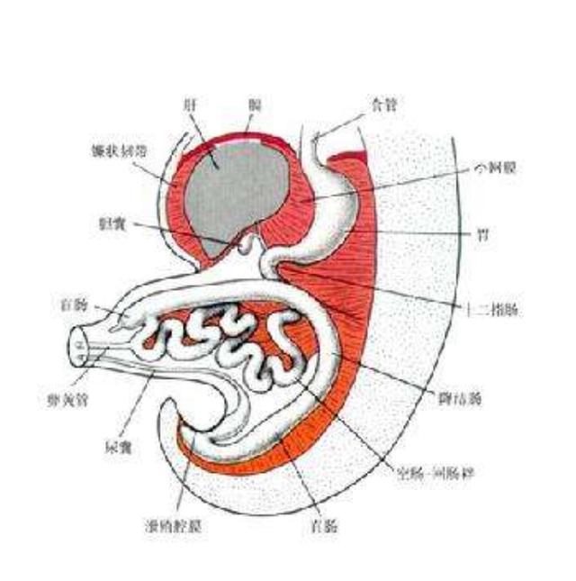 陈宁医生介绍,肠扭转是肠管的某一段肠袢沿一个固定点旋转而引起,常常