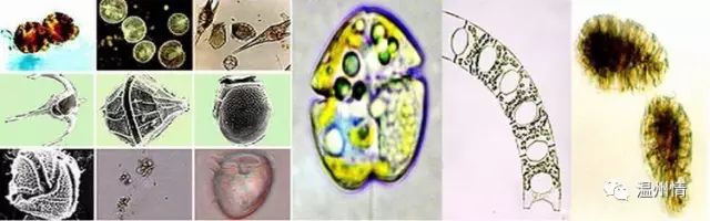 △各种赤潮生物的形状图片