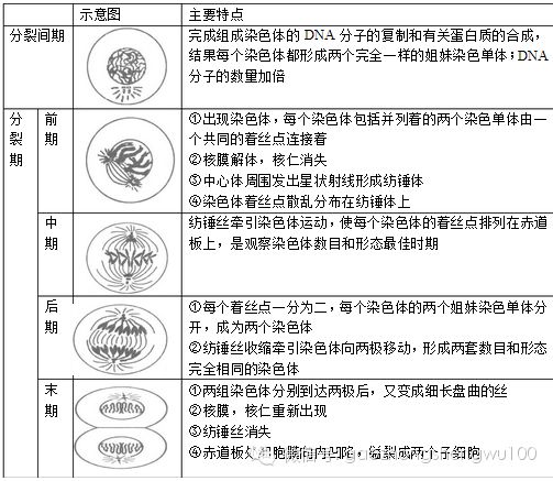 有丝分裂的过程(以动物细胞为例)