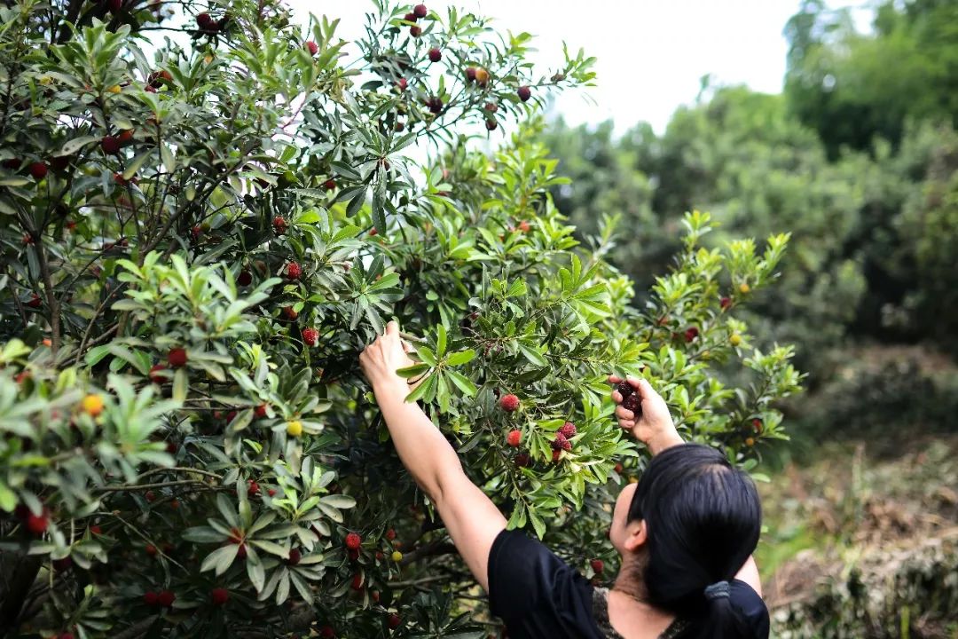 镇海竟然还有这样的杨梅采摘胜地! 免费采摘福利来袭