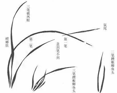 [绘画教材]兰花怎么画?取法芥子园