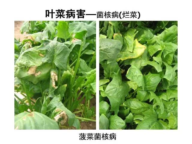 蔬菜病虫害高清图谱收藏版