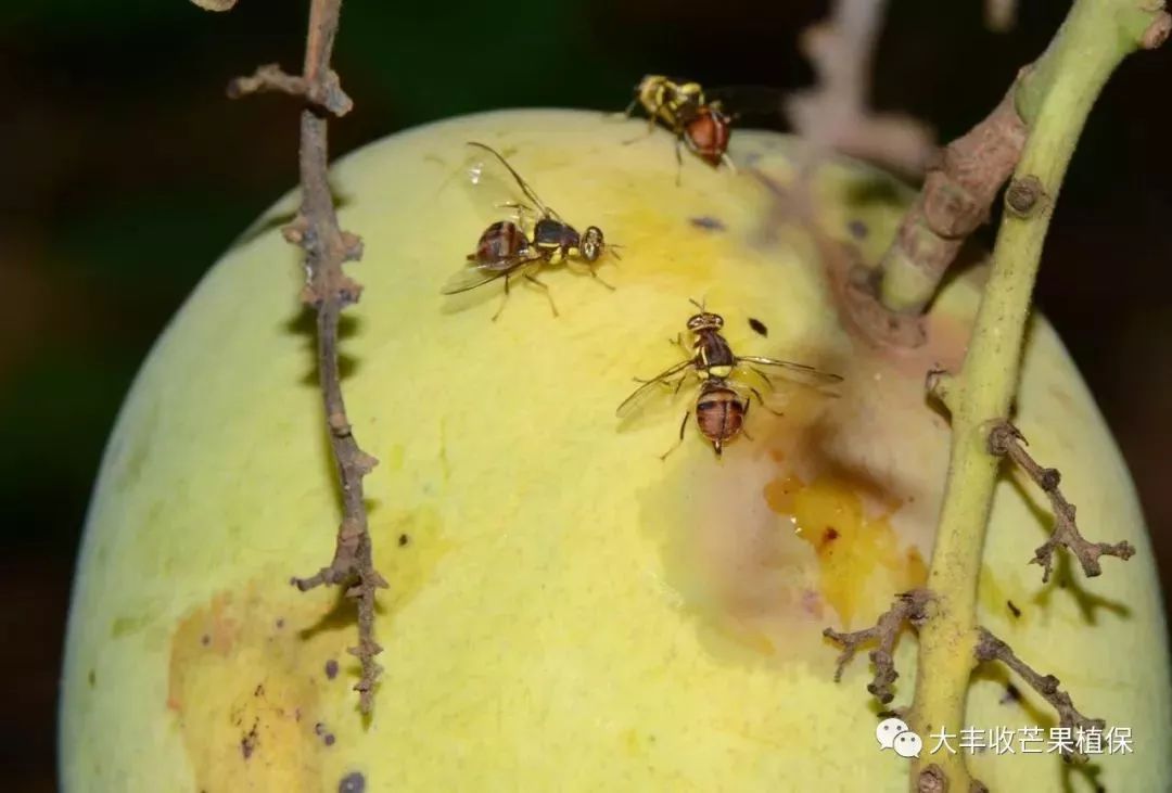 果实蝇"攻陷"菲律宾芒果产业,防治方法的管理