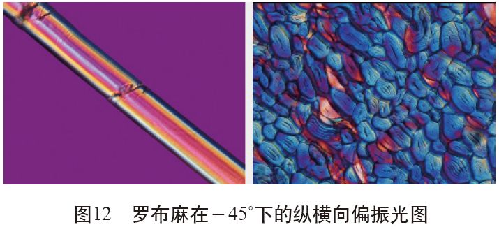 ▼在偏振光下,罗布麻纵向与纤维细度仪观察到的形态相比,纤维较为立体