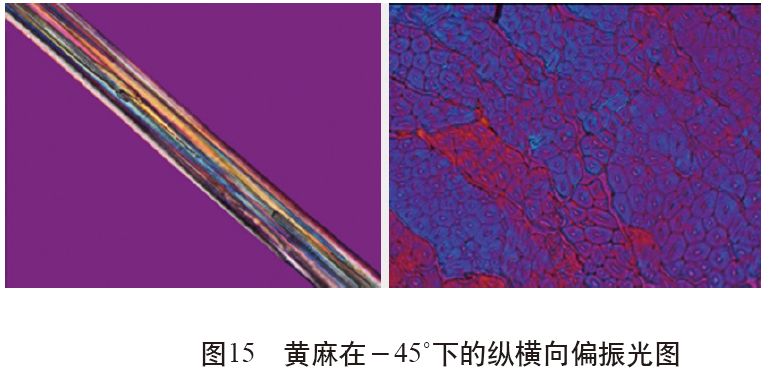 各类麻纤维在不同显微镜下的特征分析 | 技术课堂第53