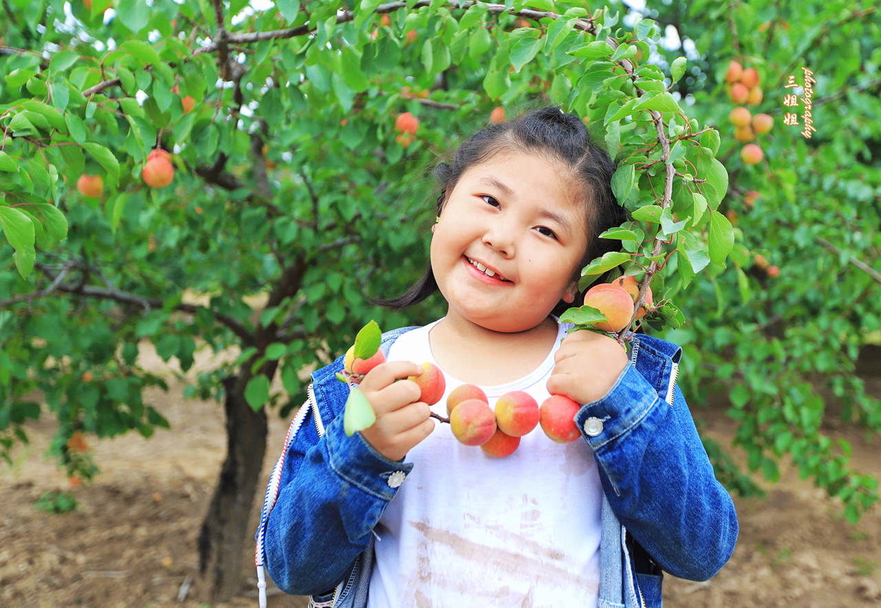 最的杏_唐奉镇有着深州市最大的杏子种植果园 现已成熟