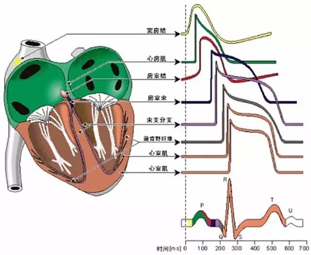 为什么血管渗透压的原理_血管痣图片