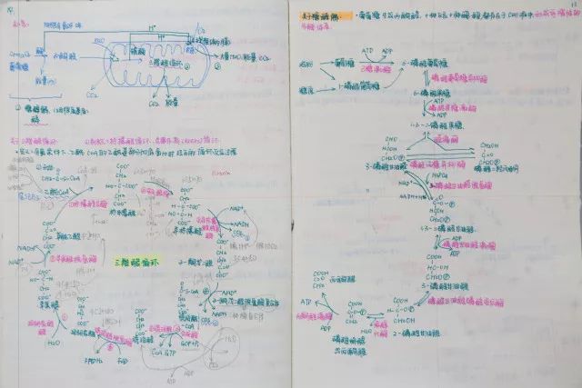 高中课本上的三羧酸循环