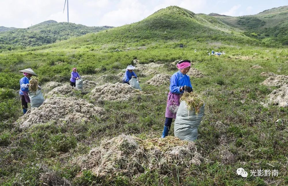 种植海花草涵养水源,保护了自然生态环境,让绿水青山变成金山银山