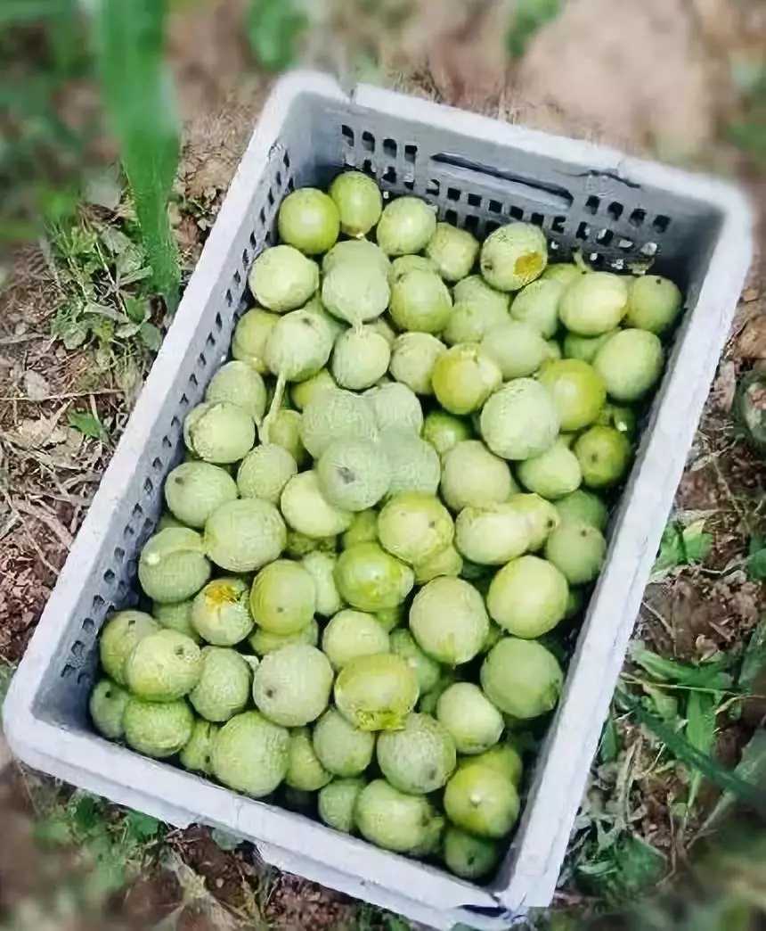 全国稀缺!青海又发现一个大宝贝.