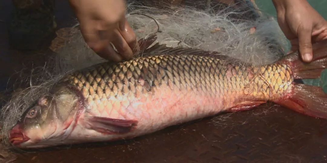 厉害《州河鲤遇上鹊山鸡》今晚七点央视播出 敬请关注