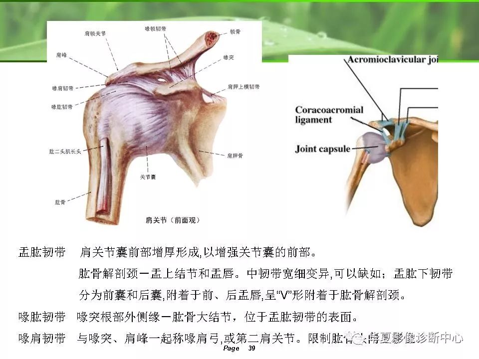 肩关节解剖及常见病变的mri诊断