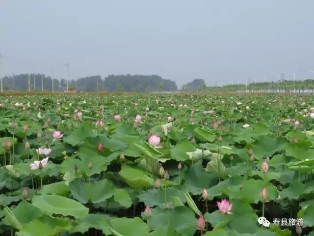 6月,初夏时节,位于寿县窑口镇瓦埠湖的现代农业综合开发示范区内,近