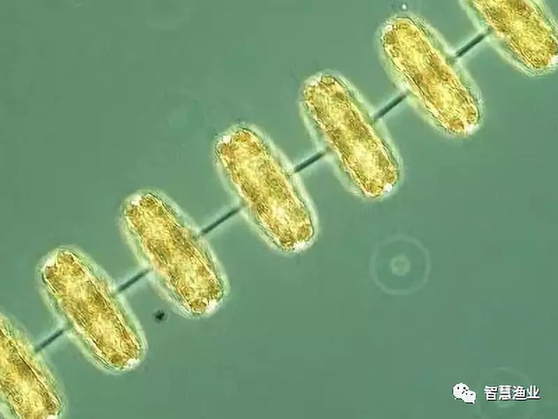 金藻属硅鞭金藻属三毛金藻属黄藻门黄丝藻属气球藻属无隔藻属end来源