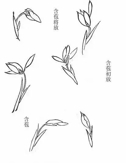 绘画教材兰花怎么画取法芥子园