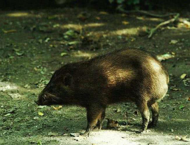 而今只能在阿萨姆邦发现它们的踪迹,是一类极其珍稀的野生猪科动物