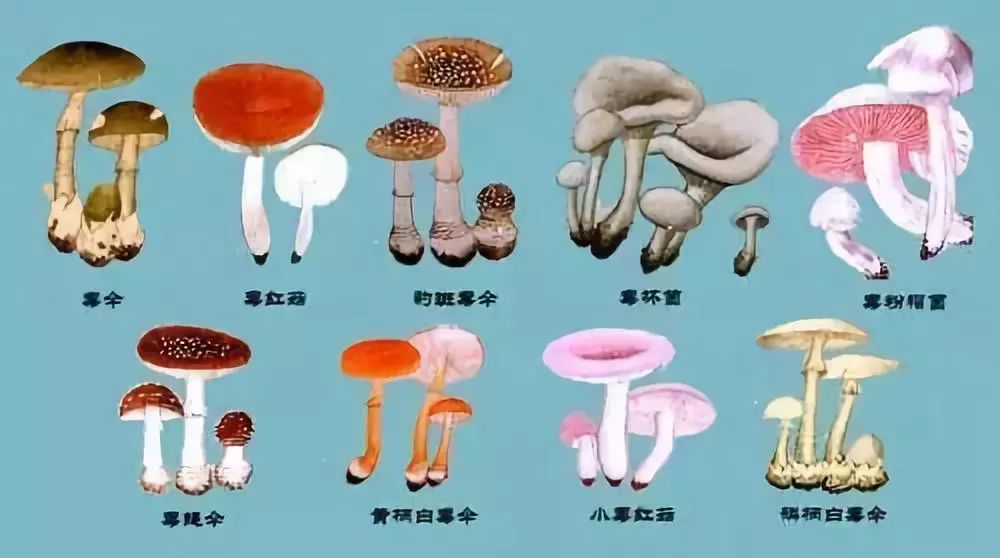 【警惕】@沙县人,毒蘑菇高发季节已到,切勿采食野生