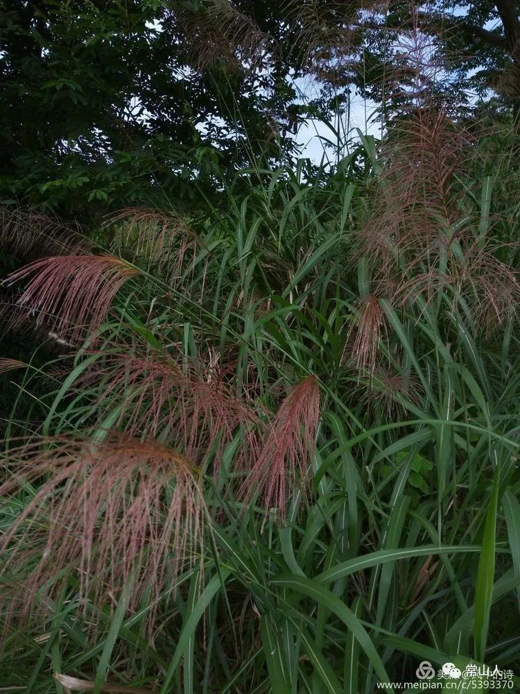 正是满山寒芒花开时