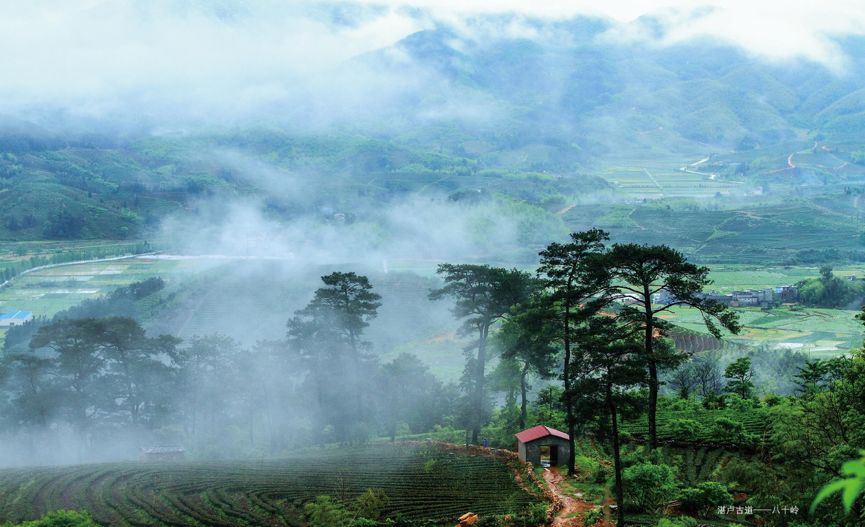 松溪绿茶,傻厨粽子,南坡湾葡萄