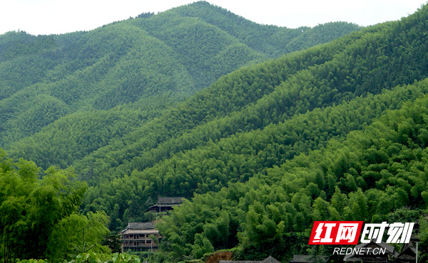 精准扶贫看绥宁|竹山换"金山 绥宁南竹脱贫遒劲足