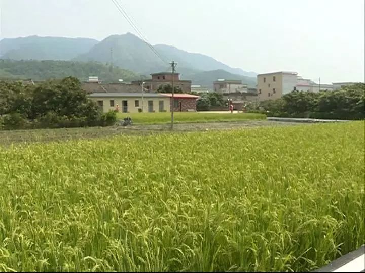 建桥镇郑屋村村民积极参与三清三拆三整治工作共建美丽宜居家园