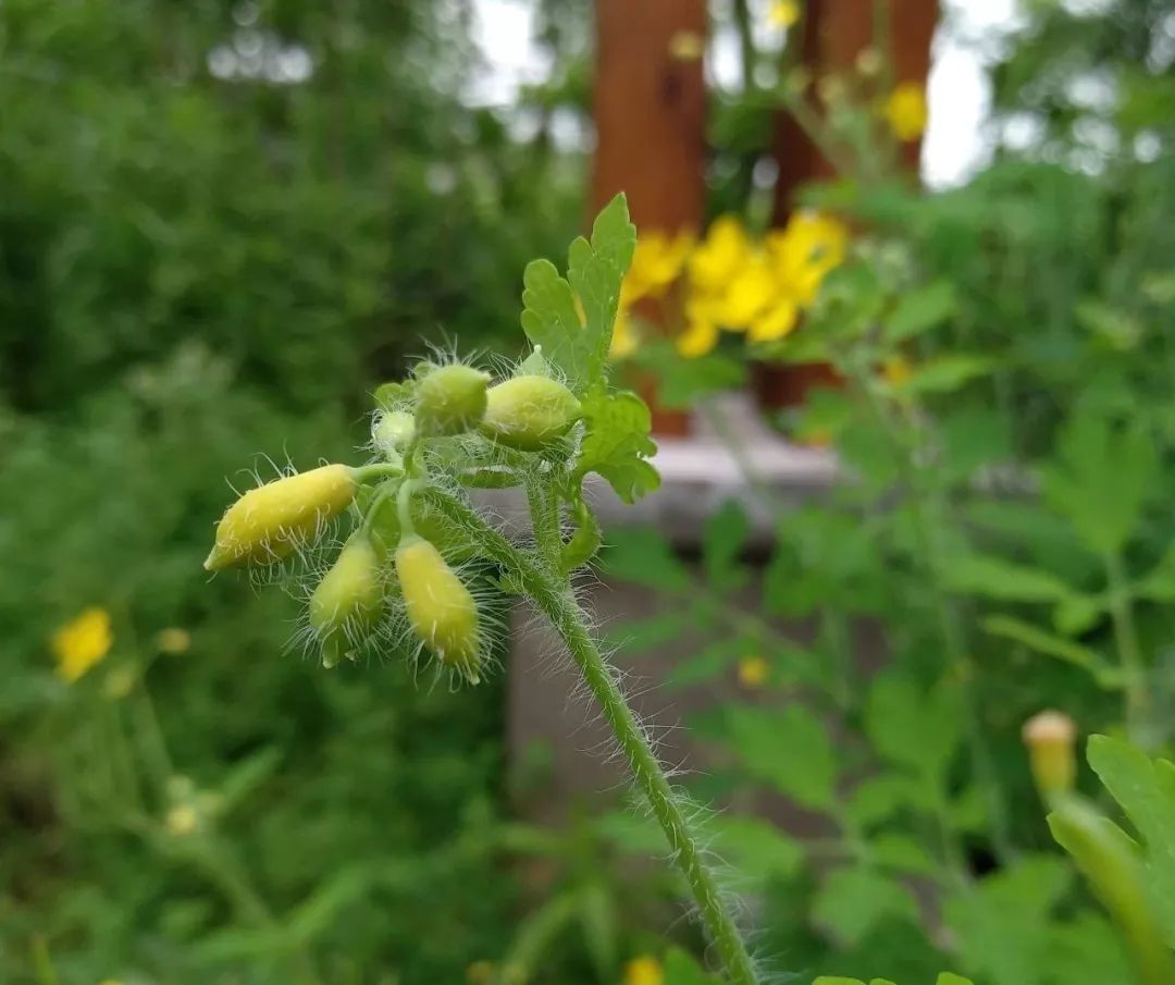 【每日一花】断肠草