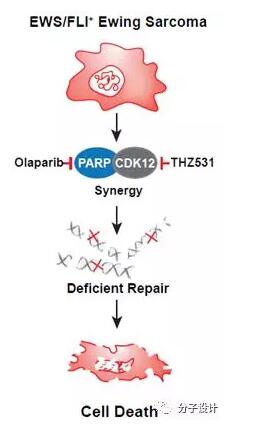 药设系列|利用合成致死策略进行的抗尤文氏肉瘤药物