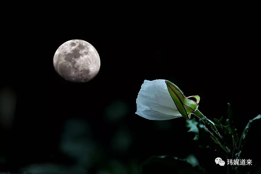 【玮娓道来】月亮花