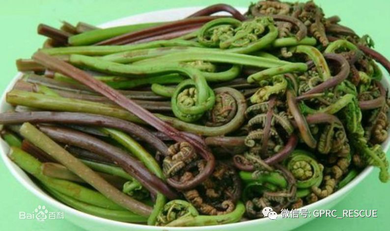 【户外知识】中国常见野菜及其食用-(81)猴腿菜(蹄盖