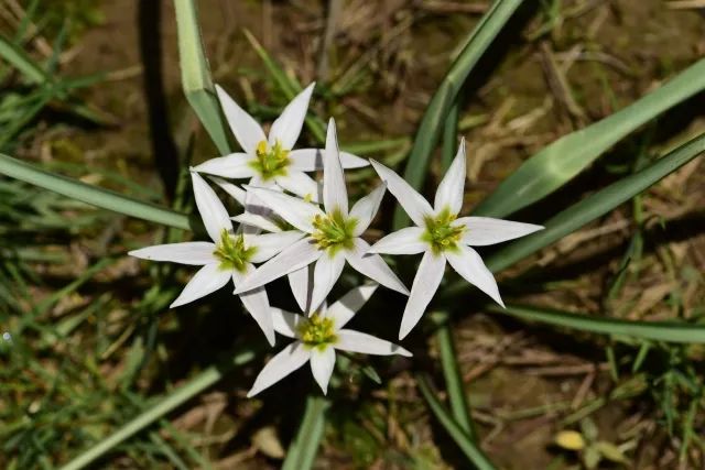 百合科(liliaceae)老鸦瓣属老鸦瓣(amana edulis)10杭州市拥有丰富的