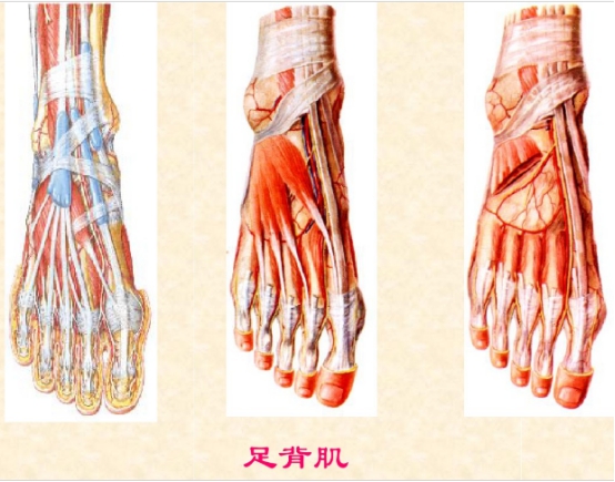 下肢骨骼肌解剖图谱(珍贵资料)