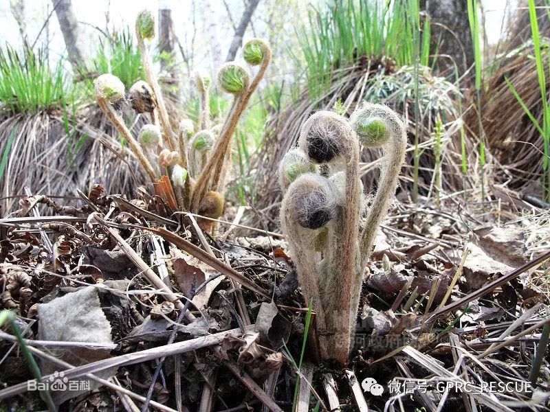 【户外知识】中国常见野菜及其食用-(81)猴腿菜(蹄盖