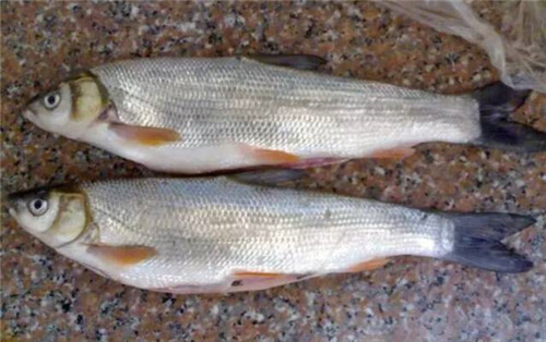 细鳞鱼是冷水淡水鱼,而且可以说是淡水鱼中中的精品.