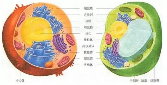 2,动物细胞和植物细胞亚显微结构模式图