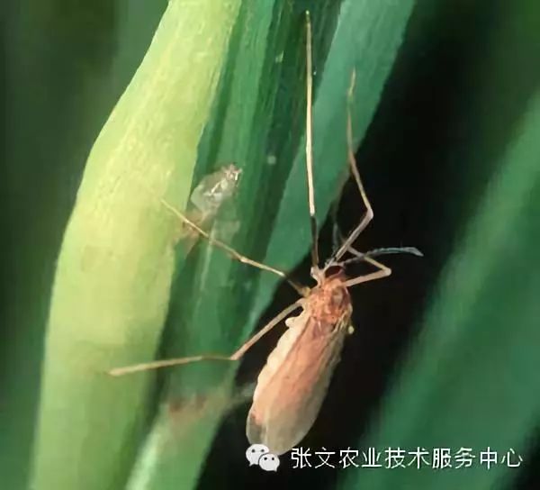 成虫6,稻瘿蚊幼虫吸食水稻生长点汁液,致受害稻苗基部膨大,随后心叶