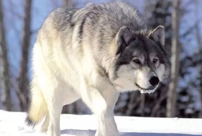西伯利亚平原狼官方公布扎比瓦卡为吉祥物的时候,它跟当年的"猴腮雷"