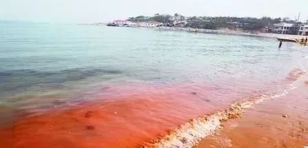 分别位于连江和石狮海域近日,福建省内发现两起有毒赤潮